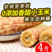 Yunnan Xishuangbanna fragrant glutinous corn Dai pregnant women sweet grain vacuum packaging ready-to-eat floret sticky non-GMO