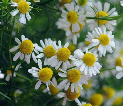 (Xu jia sister) anti-sensitive repair Roman chamomile water toner pure dew 250ML moisturizing