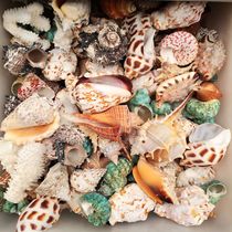 Two pounds of natural conch shell gift package Fish tank aquarium landscaping Wedding decoration shooting props floor