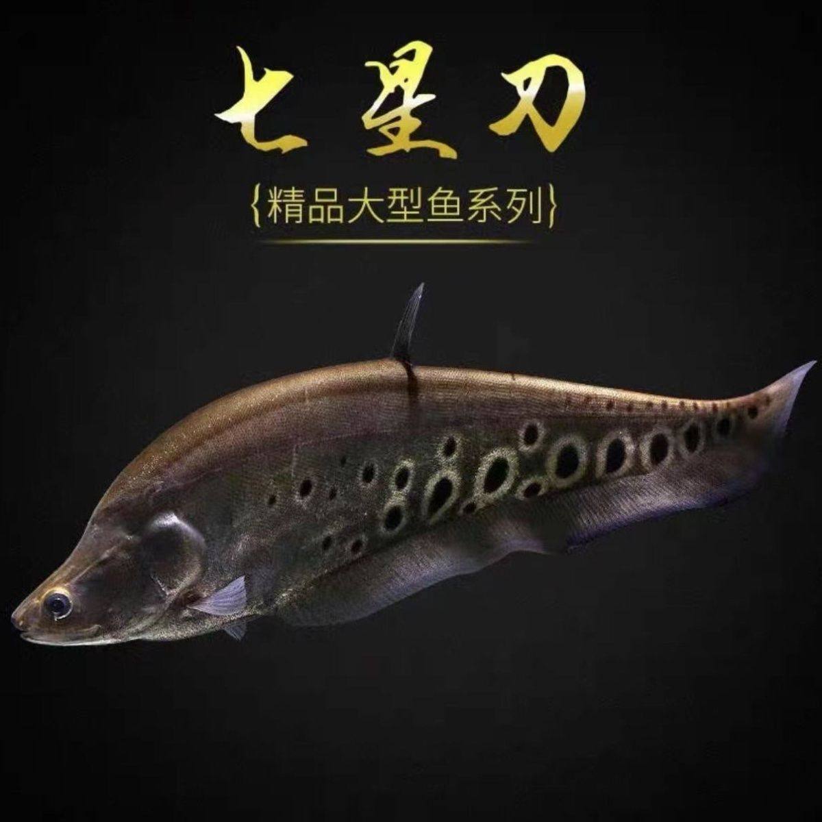 热带鱼七星刀-热带鱼七星刀促销价格、热带鱼七星刀品牌- 淘宝