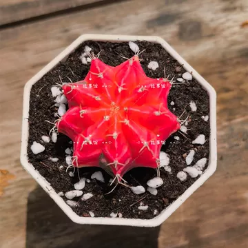 紅牡丹⭐ セッコク（石斛）：紅牡丹3～4条1株 の通販 | 園芸ネット