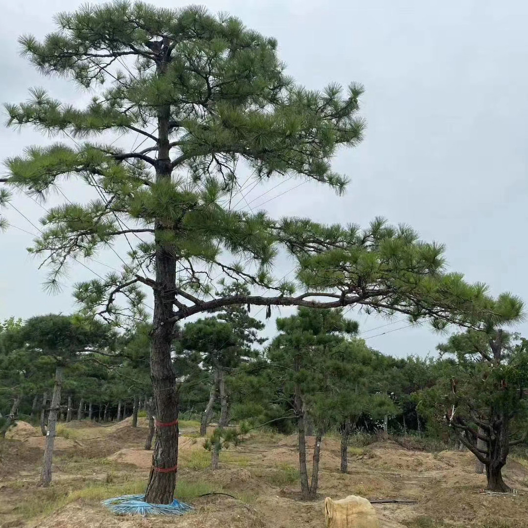 日本黑松树苗-日本黑松树苗促销价格、日本黑松树苗品牌- 淘宝