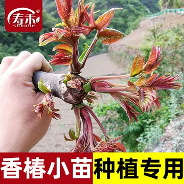 香椿苗红油-香椿苗红油促销价格、香椿苗红油品牌- 淘宝