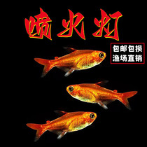 Flambulatory light small fish tropical fishfish freshwater lampfish flame fish tank fish fish stock live to live