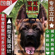 German herd dog Corky Dubin Kaslo black back big Dan wolf dog standing ear patch ear ear correction bracket tie ear glue