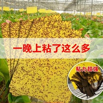New powerful yellow board double-sided sticky insect board Trap board fruit fly trap to kill small flying insects balcony garden home