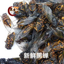 Fresh cicadas Mengshan black cicadas black knowing monkey Golden Cicada metamorphosis of the old cicadas fresh transport 500 grams