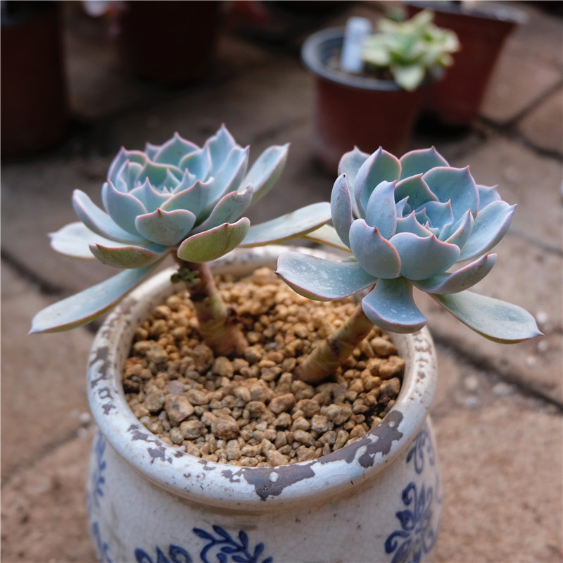 植意生活 多肉植物藍石蓮 老樁多頭群生根系好