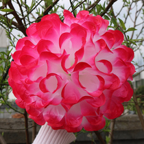 June 1 new rose red flower earth chrysanthemum wrist flower props square dance hand flower primary and secondary school students dance performance