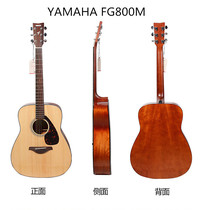 YAMAHA YAMAHA FG800 FG830 FGX830C electric box guitar playing and singing live performance teaching