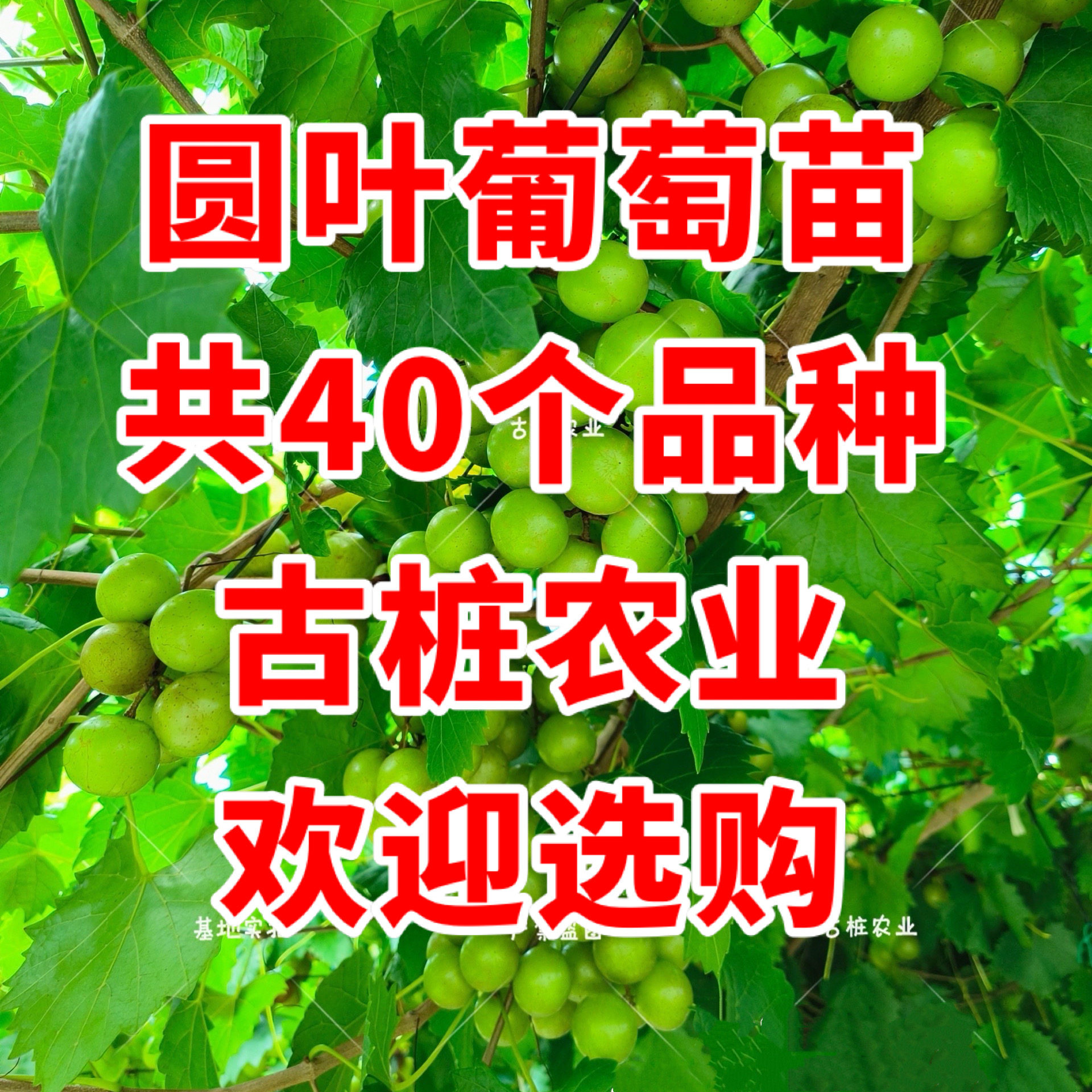 野葡萄苗-野葡萄苗促销价格、野葡萄苗品牌- 淘宝