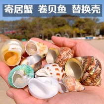 Hermit Crab Shell Replacement Shell Three Lake Cichlid Fish Roll Fish Special Snail Shell Fish Tank Decoration Landscape