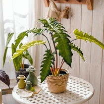 Juhan creative simulation milk vein color taro leaf potted plant living room desktop decoration office decoration green plant fake flower