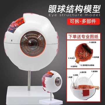 眼模型-眼模型促销价格、眼模型品牌- 淘宝