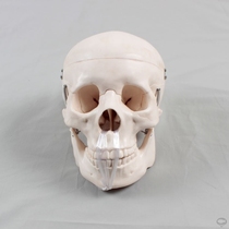 Skull bone art teaching aids teaching human head skeleton skull anatomy simulation 1 to 1 human skull model