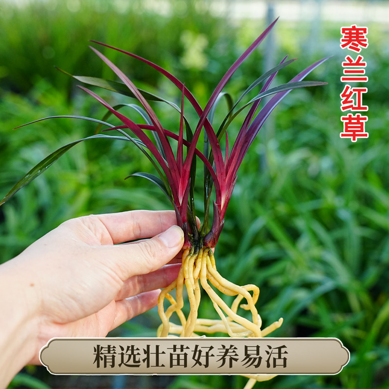 寒兰红草-寒兰红草促销价格、寒兰红草品牌- 淘宝