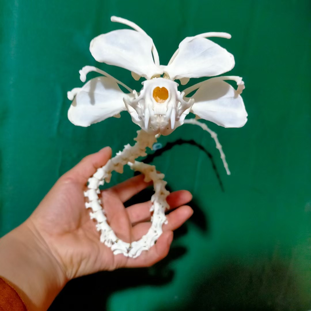 骨头花-骨头花促销价格、骨头花品牌- 淘宝, image size:1080x1080