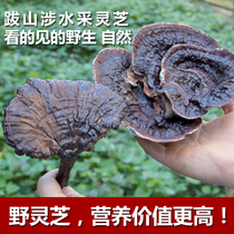 Anhui Huangshan pure natural wild purple Ganoderma lucidum slices whole with handle farmers sell specialty gift box Ganoderma lucidum 250g