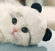 Pet hat cute panda shape transformation hat cat hat hat headgear headgear Guo St same model