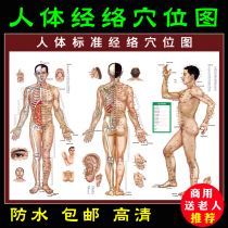 Human Meridian acupoint map large hanging picture HD genuine home stickers hospital clinic massage massage massage massage 12 hole map