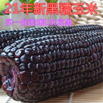 21-year new Shanxi specialty Black glutinous corn cob 220g * 10 sticky glutinous rice ear vacuum bag