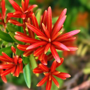 菊花芯罗汉松桩材-菊花芯罗汉松桩材促销价格、菊花芯罗汉松桩材品牌- 淘宝