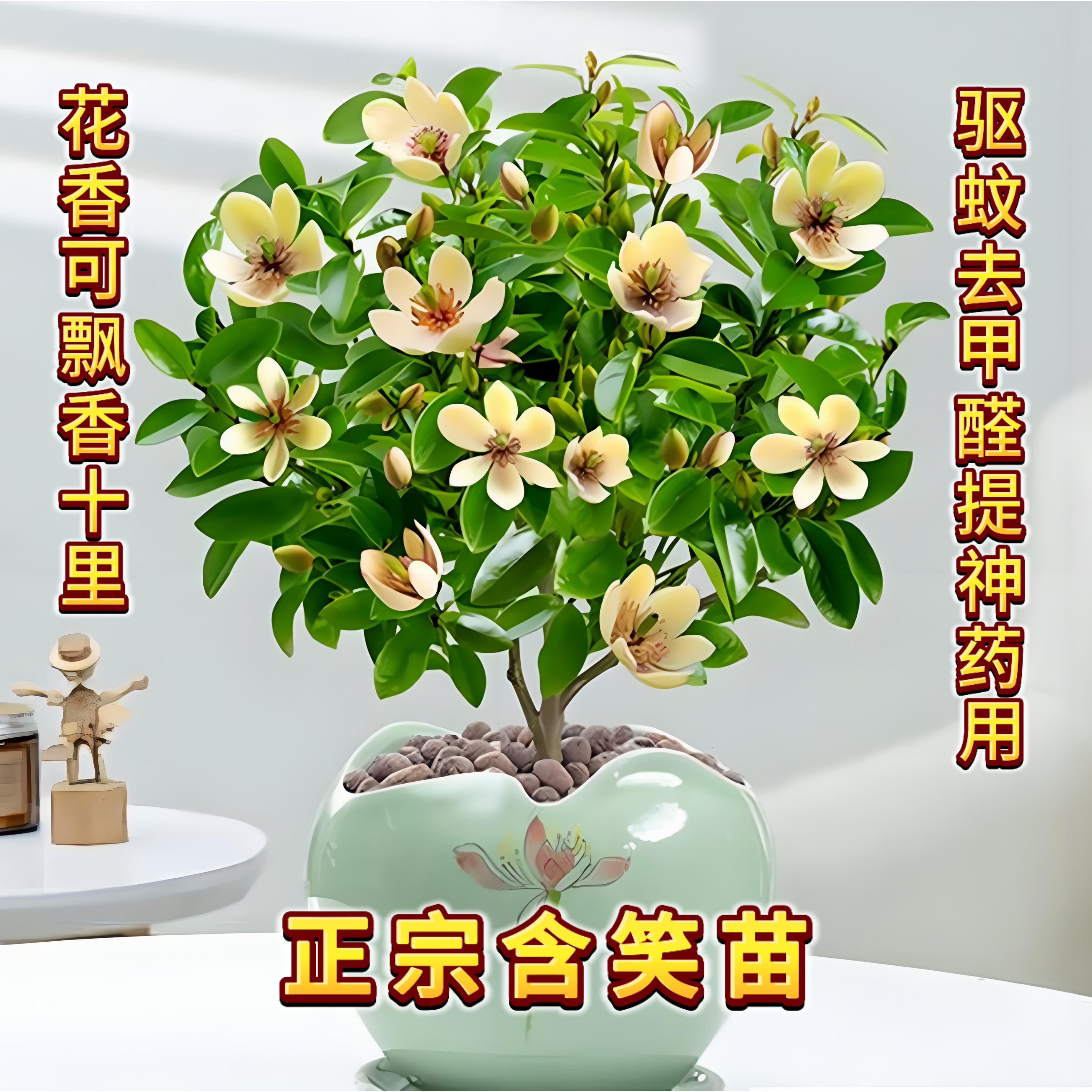 中国　新渡　染付　花文　小さな香合　N　6479 小皿 中国 新渡 染付 なずな文 | (有)新原美術