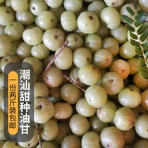 Fresh Chaoshan fresh Phyllanthus fruit sweet seed Camellia Oli olive oil citrus fruit 1000g fruit