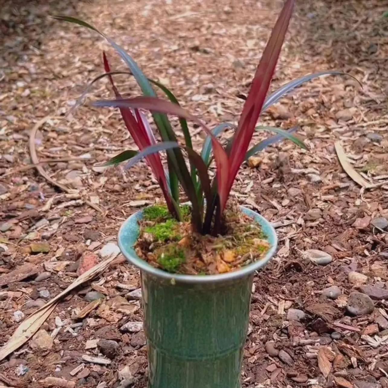 寒兰红草-寒兰红草促销价格、寒兰红草品牌- 淘宝