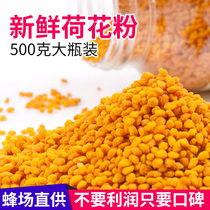 Fresh Lotus pollen 2021 edible pure natural bee pollen farmer home-made lotus powder female 500g