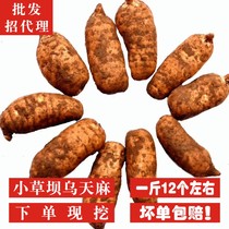Xiaotianma fresh Yunnan Zhaotong Xiaocaoba fresh Tianma 500 grams 14-20 now dug place of origin delivery