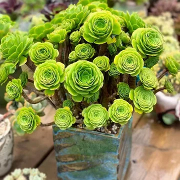 多肉植物 アエオニウム ❤️小葉香炉皿法師缀化❤️23cm!拔き苗！3年生老桩 法师多肉植物老桩-法师多肉植物老桩促销价格、法师多肉植物老桩品牌- 淘宝