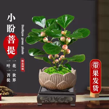 聚宝盆绿植桌面-聚宝盆绿植桌面促销价格、聚宝盆绿植桌面品牌- 淘宝