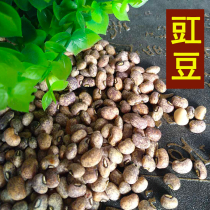 Northern Shaanxi specialty cowpea Jiangdou Yanan farmhouse self-produced eyebrow old varieties of eyebrow beans from five catties