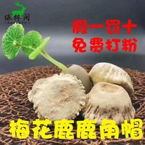250g Meihua horns cap whole antler plum blossom antlers tray deer powder off plate