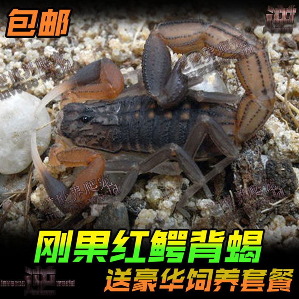Congo red crocodile back scorpion 2L parthenogenesis pet scorpion Live scorpion black thick-tailed scorpion package live send novice package