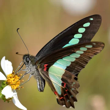 蝶々 トリックスター / Ninja ZX-25R (23-25) 政府認証フル