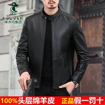 Woodpecker mens clothing Haining leather collar small leather jacket sheep skin big size autumn and winter three tight short coat