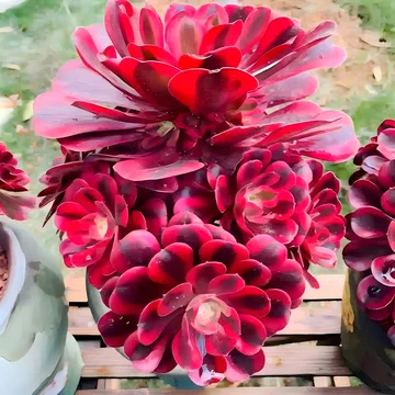 法师多肉植物老桩-法师多肉植物老桩促销价格、法师多肉植物老桩品牌- 淘宝