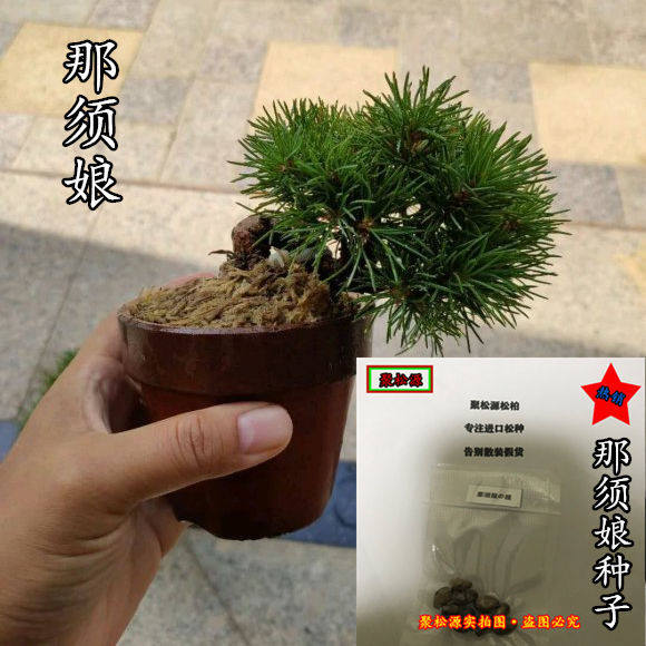 五针松-五针松促销价格、五针松品牌- 淘宝