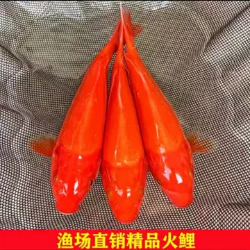 火鲤锦鲤-火鲤锦鲤促销价格、火鲤锦鲤品牌- 淘宝