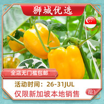 (Vegetable)Yellow bell pepper round pepper 1kg Singapore local delivery