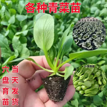 上海青菜苗-上海青菜苗促销价格、上海青菜苗品牌- 淘宝