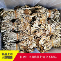 Fresh tea mushroom Jiangxi Guangchang open umbrella tea tree mushroom dry goods cut feet tie a fragrant mushroom Fresh 10kg