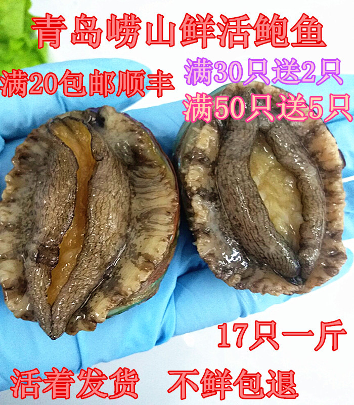 Abalone Fresh Qingdao sea catch abalone Fresh abalone seafood aquatic shellfish 5 yuan a 20 SF
