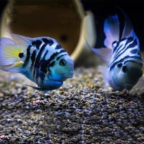 Live small and medium-sized freshwater tropical fish seedlings mini parrot fish three lake-sized blue-white gold breed fish