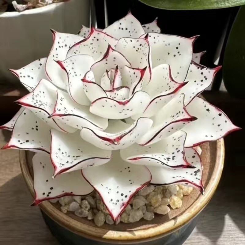 水蜜桃多肉植物-水蜜桃多肉植物促销价格、水蜜桃多肉植物品牌- 淘宝