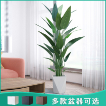 Simulated plant Canna bionic green plant potted Nordic indoor living room large ornaments fake tree decoration bonsai