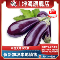 (YummyHunter-Small Eggplant)Purple eggplant fresh about 230g Singapore local delivery
