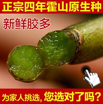 Wanxin Fresh Huoshan Origin Dendrobium candidum fresh strips 500g four-year original iron skin Maple Chinese medicinal materials